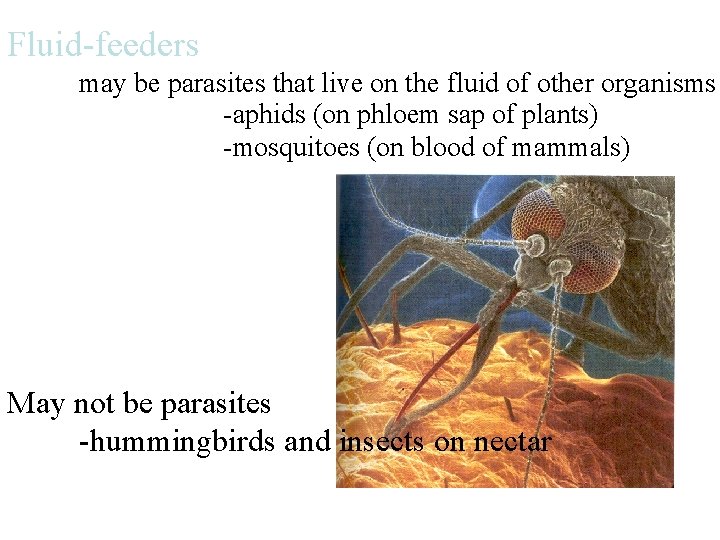 Fluid-feeders may be parasites that live on the fluid of other organisms -aphids (on