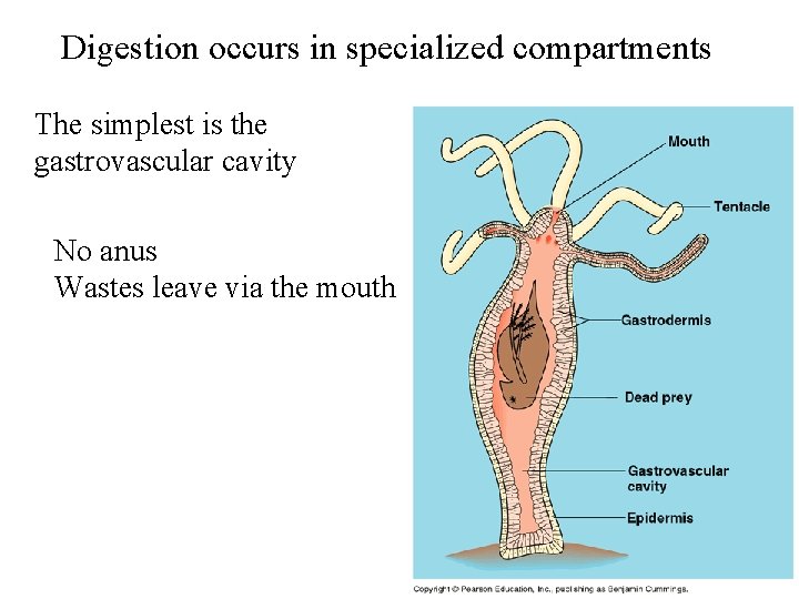Digestion occurs in specialized compartments The simplest is the gastrovascular cavity No anus Wastes