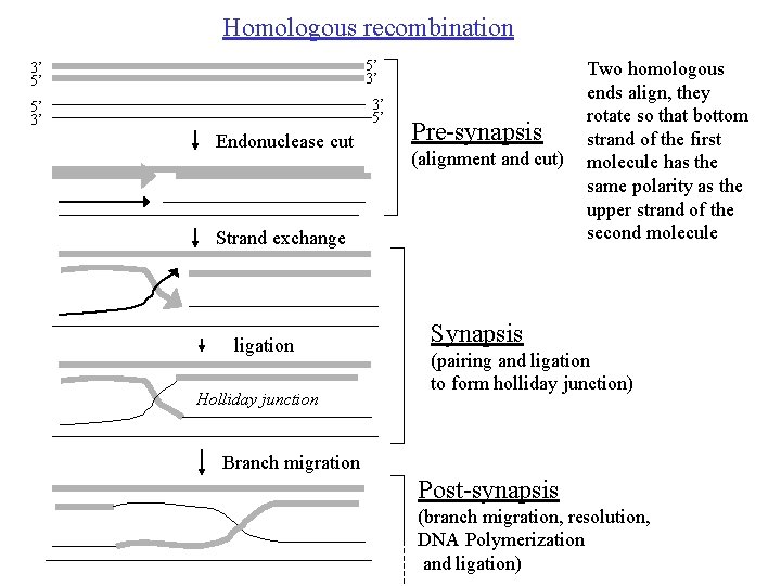 Homologous recombination 5’ 3’ 3’ 5’ 5’ 3’ Endonuclease cut Pre-synapsis (alignment and cut)