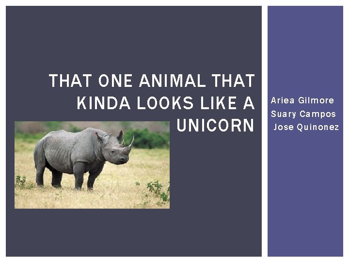 THAT ONE ANIMAL THAT KINDA LOOKS LIKE A UNICORN Ariea Gilmore Suary Campos Jose