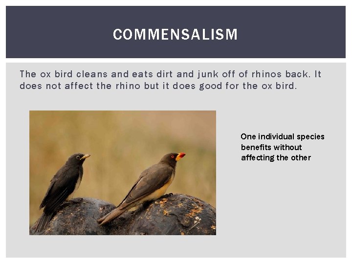 COMMENSALISM The ox bird cleans and eats dirt and junk off of rhinos back.