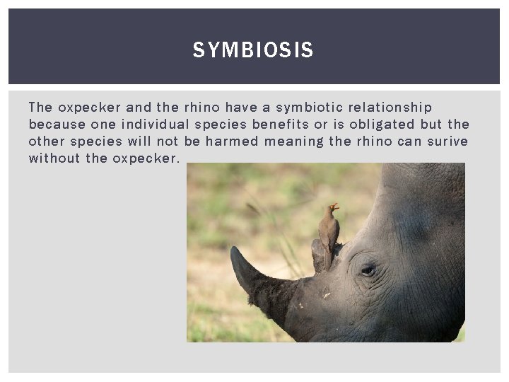 SYMBIOSIS The oxpecker and the rhino have a symbiotic relationship because one individual species