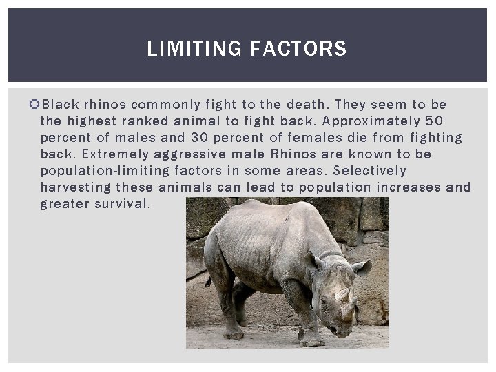 LIMITING FACTORS Black rhinos commonly fight to the death. They seem to be the