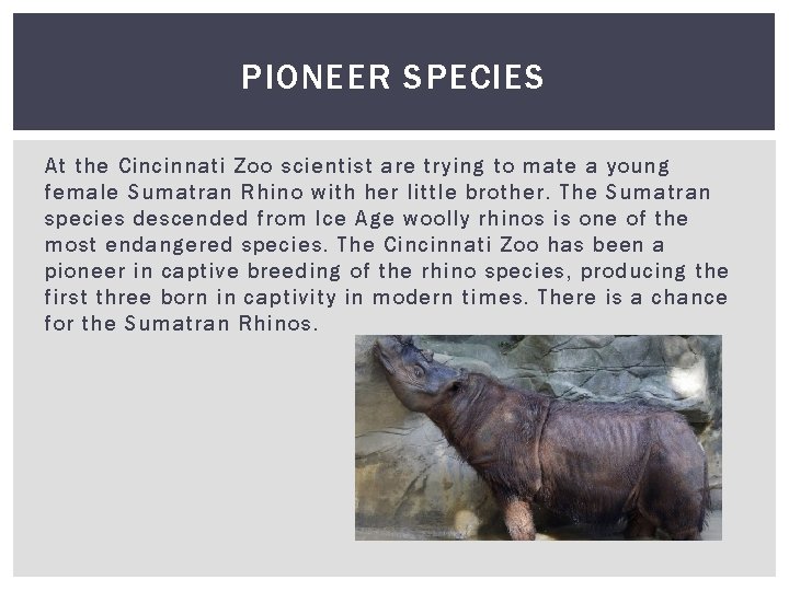 PIONEER SPECIES At the Cincinnati Zoo scientist are trying to mate a young female