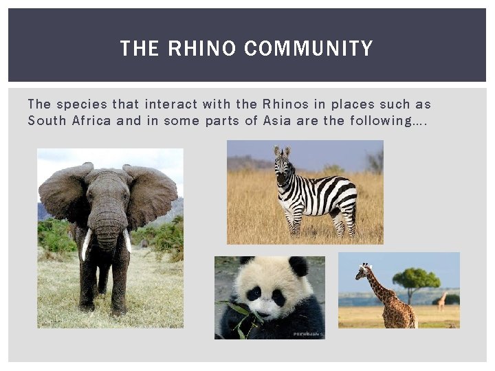 THE RHINO COMMUNITY The species that interact with the Rhinos in places such as