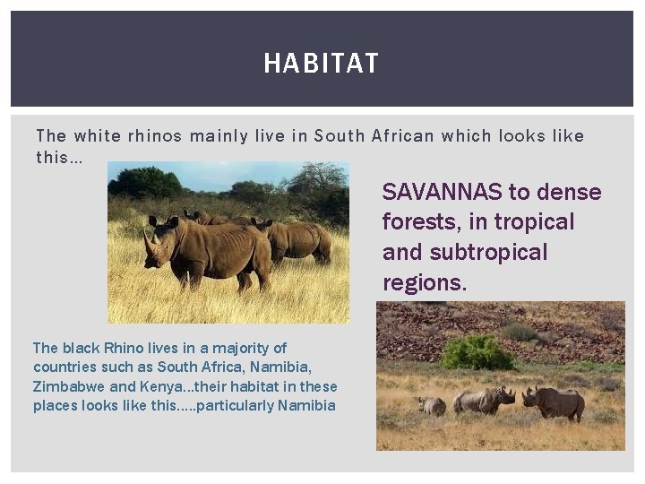 HABITAT The white rhinos mainly live in South African which looks like this… SAVANNAS