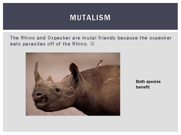 MUTALISM The Rhino and Oxpecker are mutal friends because the oxpecker eats parasites off