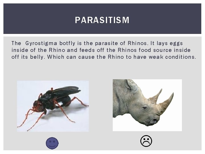 PARASITISM The Gyrostigma botfly is the parasite of Rhinos. It lays eggs inside of