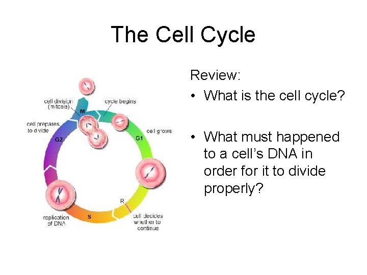 The Cell Cycle Review: • What is the cell cycle? • What must happened