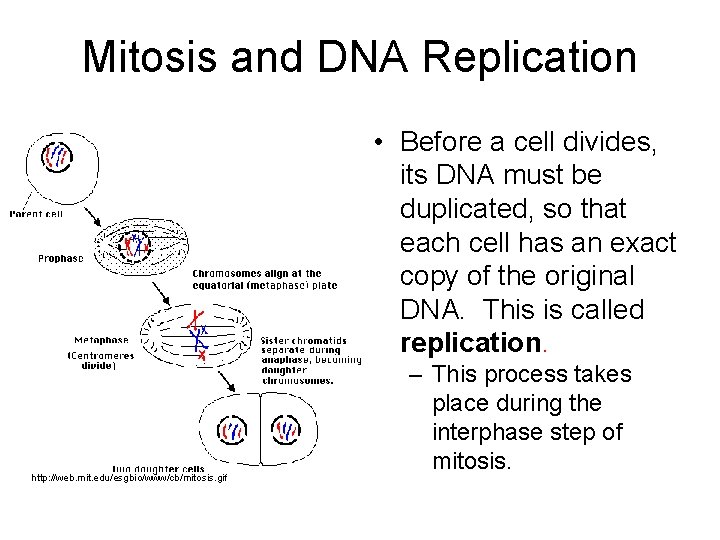 Mitosis and DNA Replication • Before a cell divides, its DNA must be duplicated,
