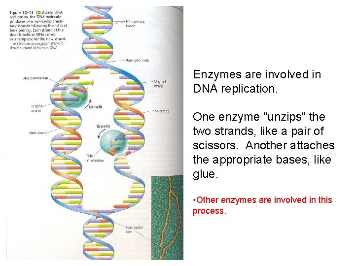 Enzymes are involved in DNA replication. One enzyme "unzips" the two strands, like a