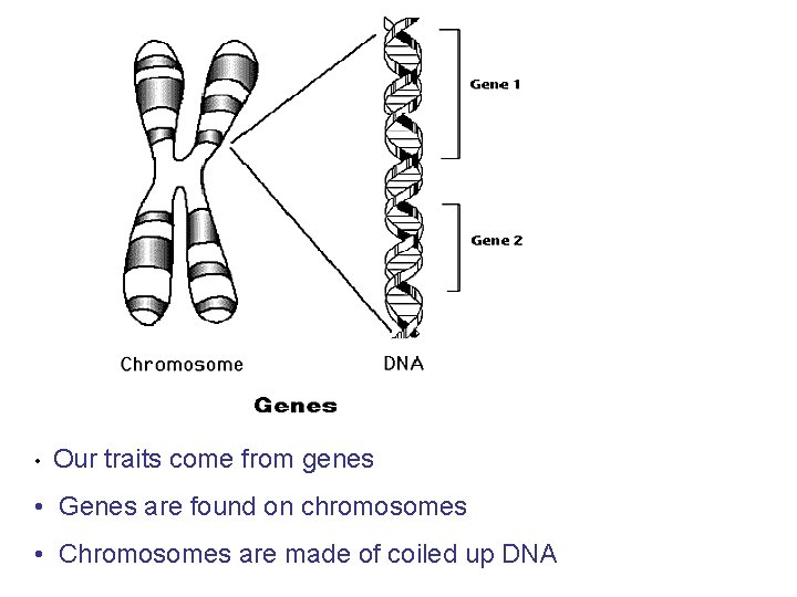  • Our traits come from genes • Genes are found on chromosomes •