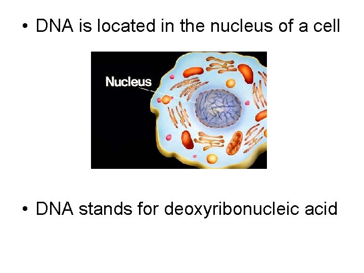  • DNA is located in the nucleus of a cell • DNA stands