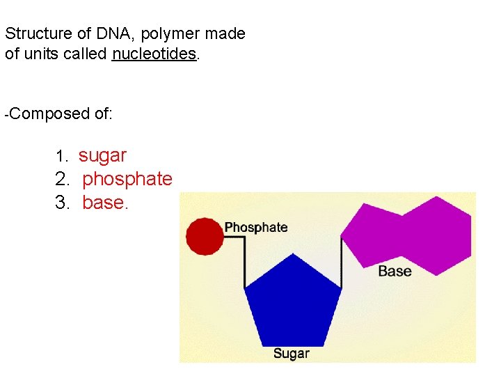 Structure of DNA, polymer made of units called nucleotides. -Composed of: 1. sugar 2.