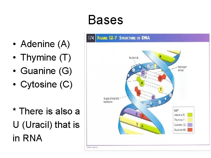 Bases • • Adenine (A) Thymine (T) Guanine (G) Cytosine (C) * There is