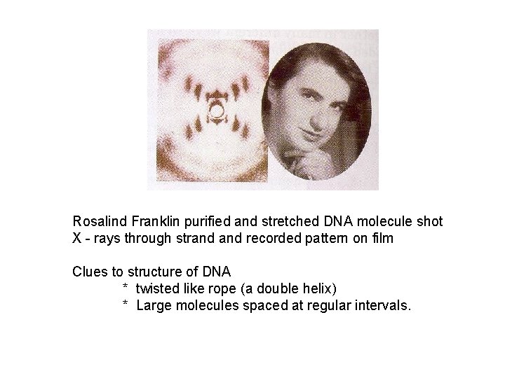 Rosalind Franklin purified and stretched DNA molecule shot X - rays through strand recorded
