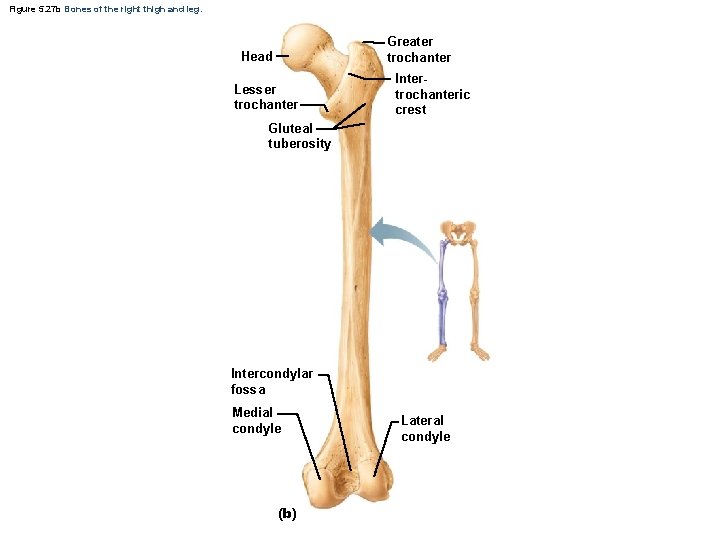 Figure 5. 27 b Bones of the right thigh and leg. Greater trochanter Head