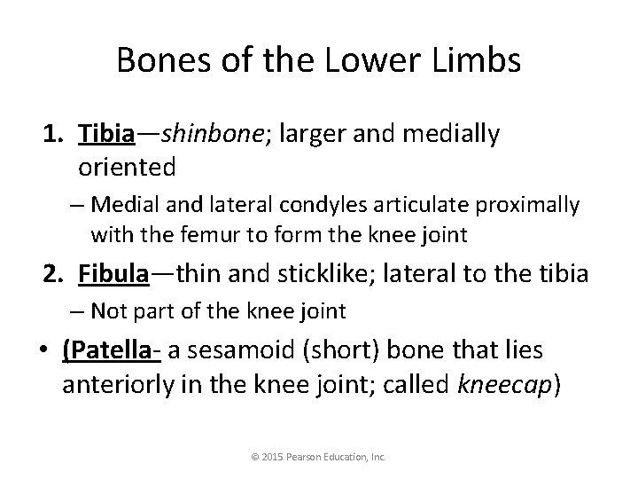 Bones of the Lower Limbs 1. Tibia—shinbone; larger and medially oriented – Medial and