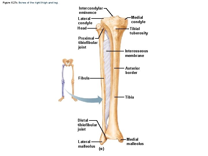Figure 5. 27 c Bones of the right thigh and leg. Intercondylar eminence Medial