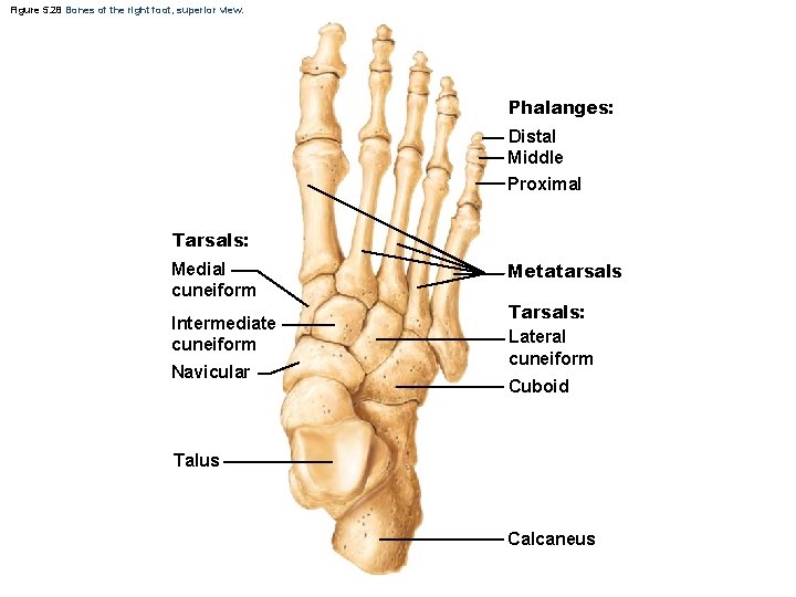 Figure 5. 28 Bones of the right foot, superior view. Phalanges: Distal Middle Proximal