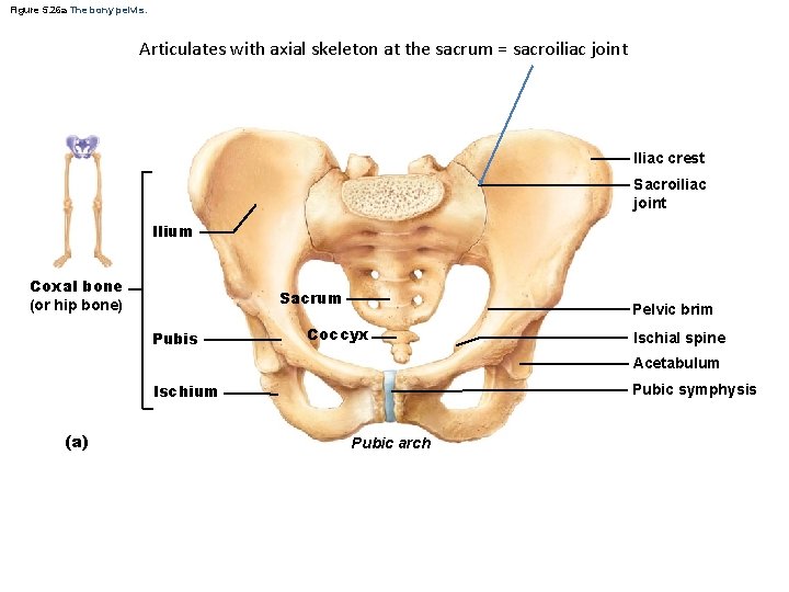 Figure 5. 26 a The bony pelvis. Articulates with axial skeleton at the sacrum