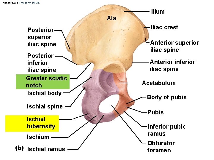 Figure 5. 26 b The bony pelvis. Ilium Ala Posterior superior iliac spine Posterior