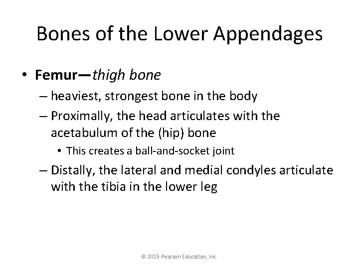 Bones of the Lower Appendages • Femur—thigh bone – heaviest, strongest bone in the