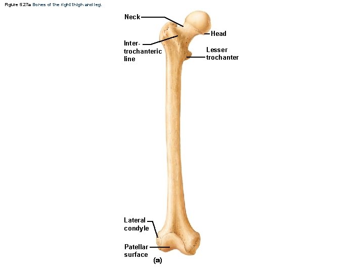 Figure 5. 27 a Bones of the right thigh and leg. Neck Head Intertrochanteric