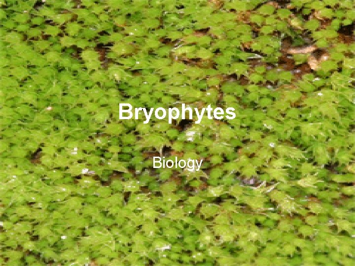 Bryophytes Biology 