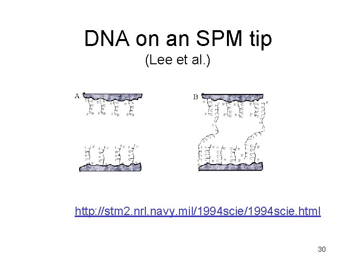 DNA on an SPM tip (Lee et al. ) http: //stm 2. nrl. navy.