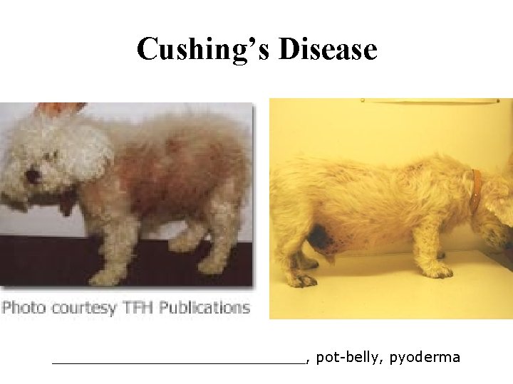 Cushing’s Disease ______________, pot-belly, pyoderma 