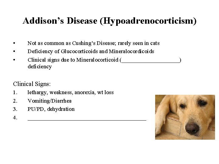 Addison’s Disease (Hypoadrenocorticism) • • • Not as common as Cushing’s Disease; rarely seen