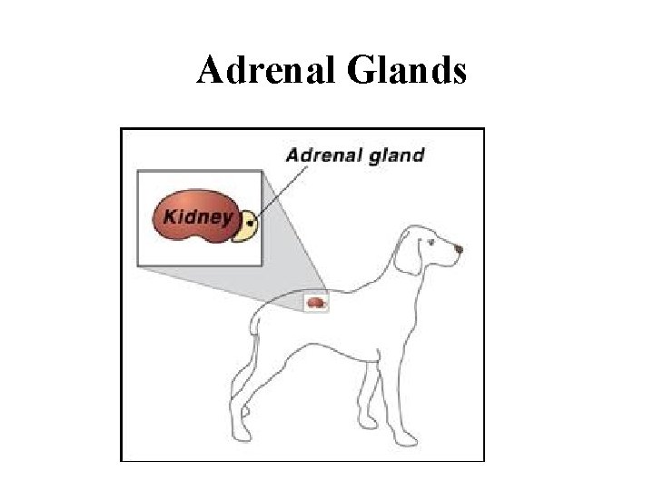 Adrenal Glands 