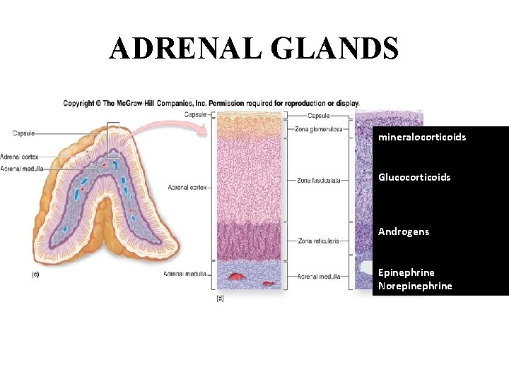 ADRENAL GLANDS mineralocorticoids Glucocorticoids Androgens Epinephrine Norepinephrine 