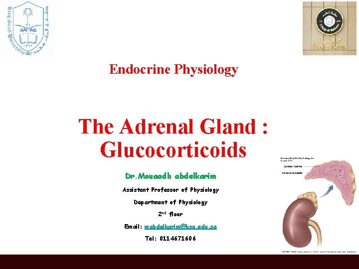 Endocrine Physiology The Adrenal Gland : Glucocorticoids Dr. Mouaadh abdelkarim Assistant Professor of Physiology