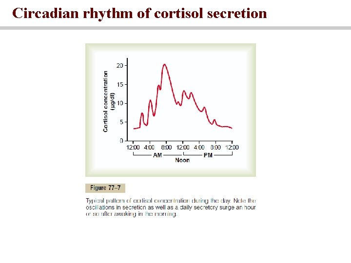 Circadian rhythm of cortisol secretion 