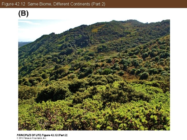 Figure 42. 12 Same Biome, Different Continents (Part 2) 