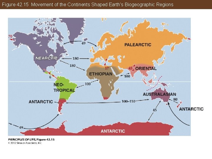 Figure 42. 15 Movement of the Continents Shaped Earth’s Biogeographic Regions 