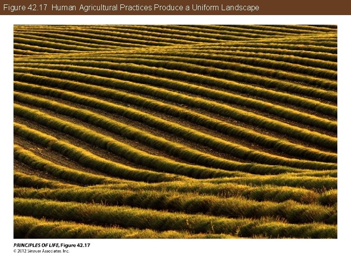 Figure 42. 17 Human Agricultural Practices Produce a Uniform Landscape 