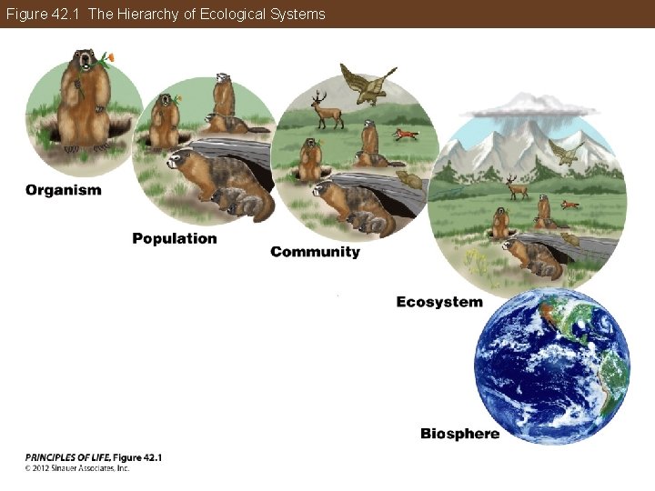 Figure 42. 1 The Hierarchy of Ecological Systems 
