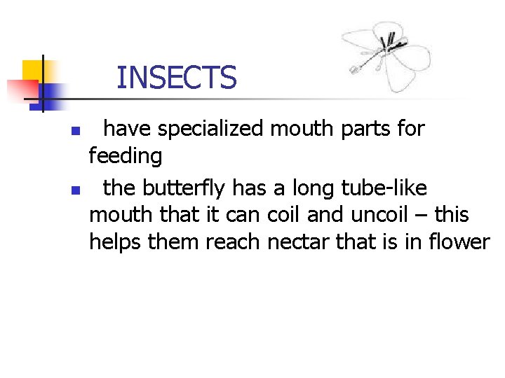 INSECTS n n have specialized mouth parts for feeding the butterfly has a INSECTS n n have specialized mouth parts for feeding the butterfly has a