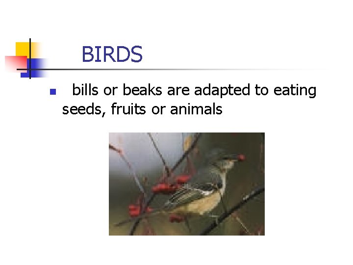 BIRDS n bills or beaks are adapted to eating seeds, fruits or animals BIRDS n bills or beaks are adapted to eating seeds, fruits or animals