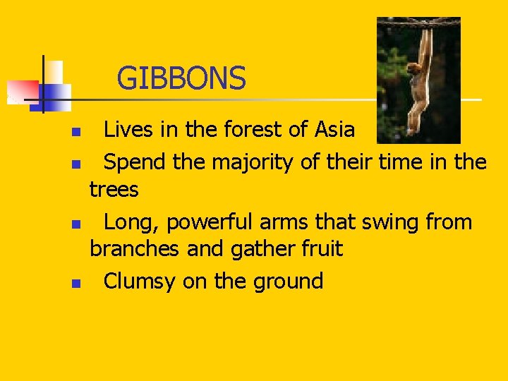 GIBBONS n n Lives in the forest of Asia Spend the majority of GIBBONS n n Lives in the forest of Asia Spend the majority of
