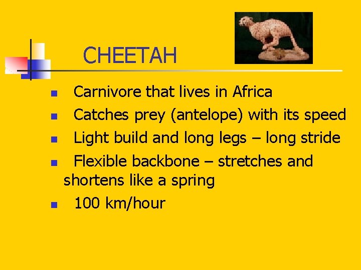 CHEETAH n n n Carnivore that lives in Africa Catches prey (antelope) with CHEETAH n n n Carnivore that lives in Africa Catches prey (antelope) with