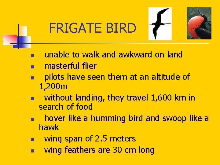 FRIGATE BIRD n n n n unable to walk and awkward on land FRIGATE BIRD n n n n unable to walk and awkward on land