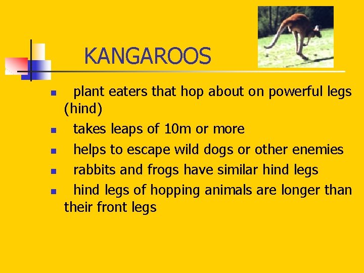 KANGAROOS n n n plant eaters that hop about on powerful legs (hind) KANGAROOS n n n plant eaters that hop about on powerful legs (hind)