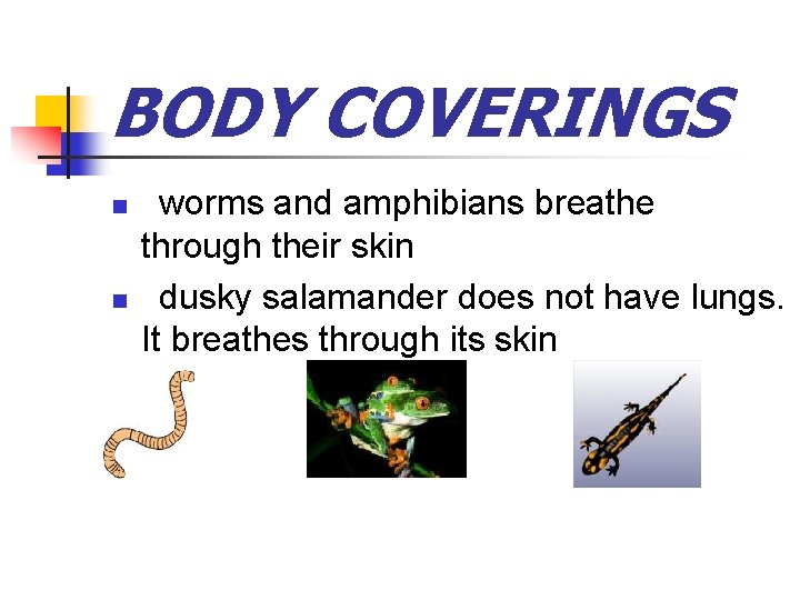 BODY COVERINGS n n worms and amphibians breathe through their skin dusky salamander does BODY COVERINGS n n worms and amphibians breathe through their skin dusky salamander does