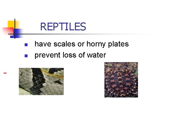 REPTILES n n have scales or horny plates prevent loss of water REPTILES n n have scales or horny plates prevent loss of water