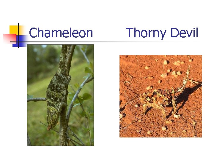 Chameleon Thorny Devil Chameleon Thorny Devil