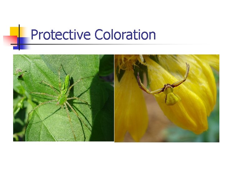 Protective Coloration Protective Coloration
